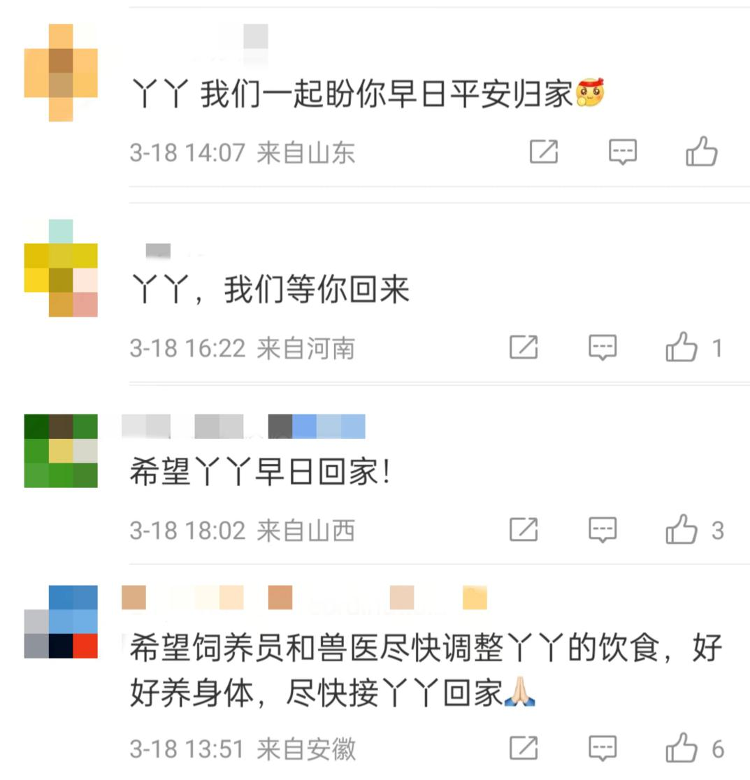 大熊貓“丫丫”回國(guó)流程走到哪一步了？最新回應(yīng)