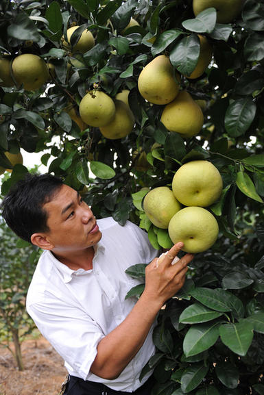 劉坤泳：躬身沃土，成為“文旦柚大王”