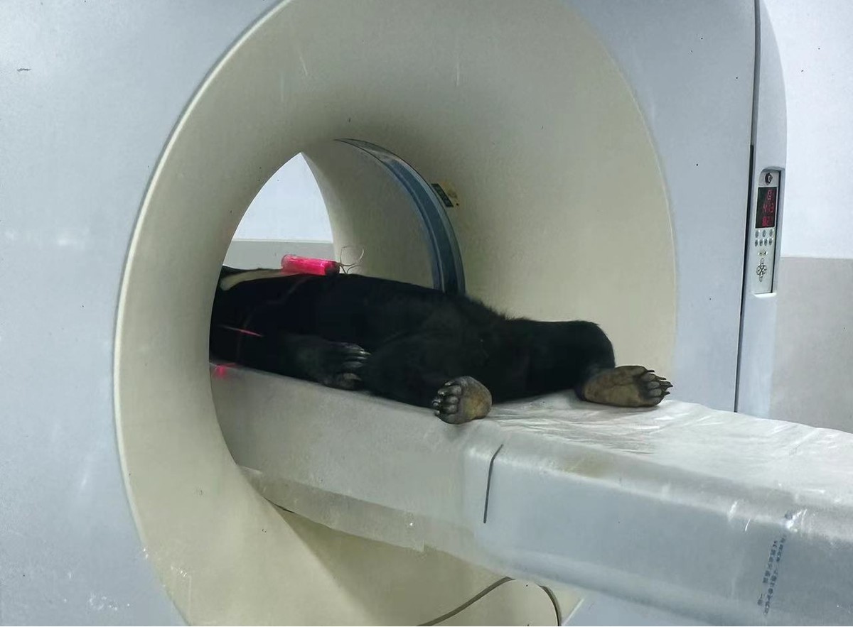【記者手記】守護好我們的動物“朋友圈”