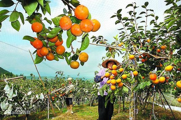 仙游臺(tái)創(chuàng)園：果實(shí)累累，香飄兩岸