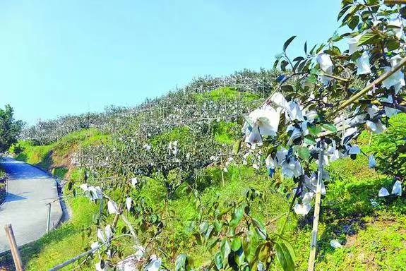 仙游臺(tái)創(chuàng)園：果實(shí)累累，香飄兩岸