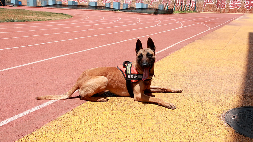 好消息！搜救犬“昆蘭”有了一條“飛毛腿”