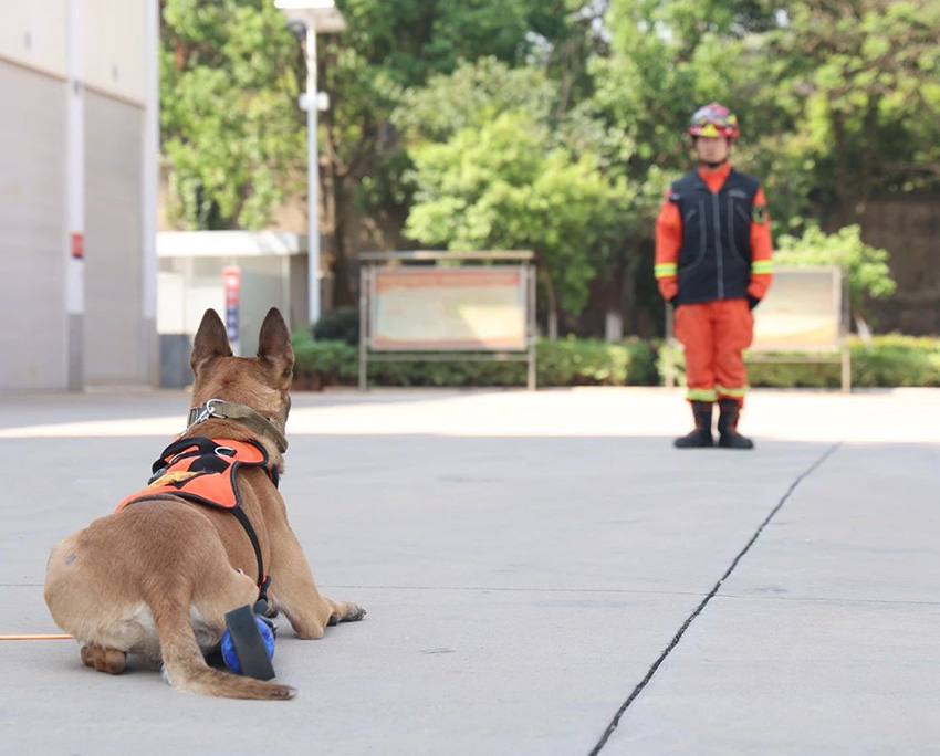 好消息！搜救犬“昆蘭”有了一條“飛毛腿”