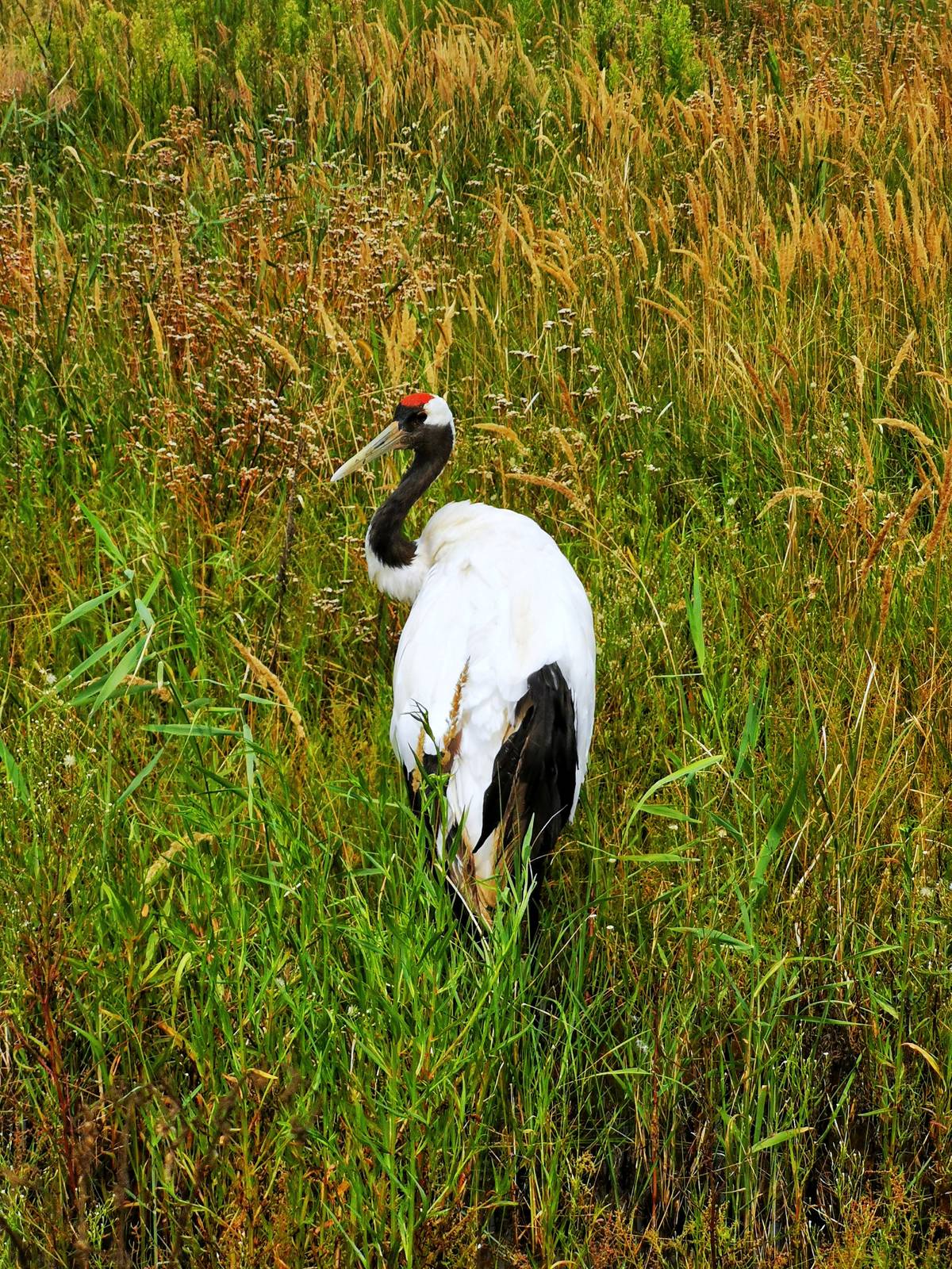 Migratory Bird Sanctuaries along the Coast of Yellow Sea-Bohai Gulf of China (Phase I)